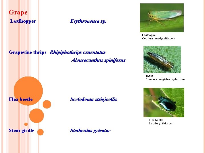 Grape Leafhopper Erythroneura sp. Leafhopper Courtesy: readysetfix. com Grapevine thrips Rhipiphothrips cruentatus Aleurocanthus spiniferus Grape Leafhopper Erythroneura sp. Leafhopper Courtesy: readysetfix. com Grapevine thrips Rhipiphothrips cruentatus Aleurocanthus spiniferus