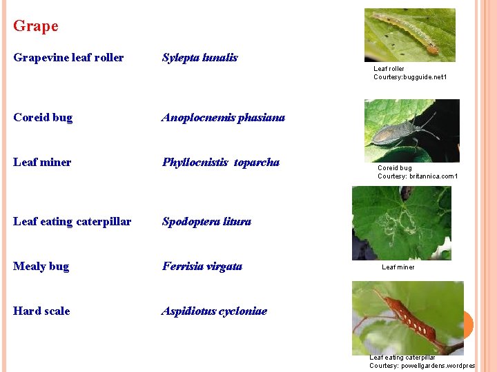 Grapevine leaf roller Sylepta lunalis Leaf roller Courtesy: bugguide. net 1 Coreid bug Anoplocnemis Grapevine leaf roller Sylepta lunalis Leaf roller Courtesy: bugguide. net 1 Coreid bug Anoplocnemis