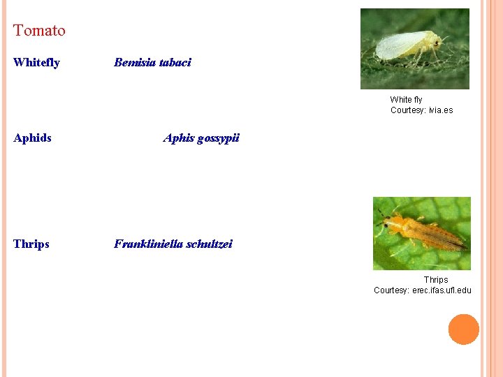 Tomato Whitefly Bemisia tabaci White fly Courtesy: ivia. es Aphids Thrips Aphis gossypii Frankliniella Tomato Whitefly Bemisia tabaci White fly Courtesy: ivia. es Aphids Thrips Aphis gossypii Frankliniella