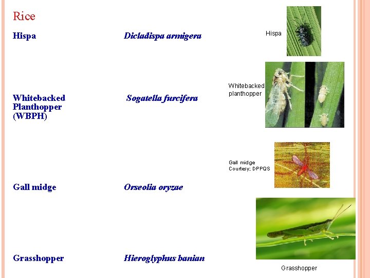 Rice Hispa Whitebacked Planthopper (WBPH) Hispa Dicladispa armigera Sogatella furcifera Whitebacked planthopper Gall midge Rice Hispa Whitebacked Planthopper (WBPH) Hispa Dicladispa armigera Sogatella furcifera Whitebacked planthopper Gall midge