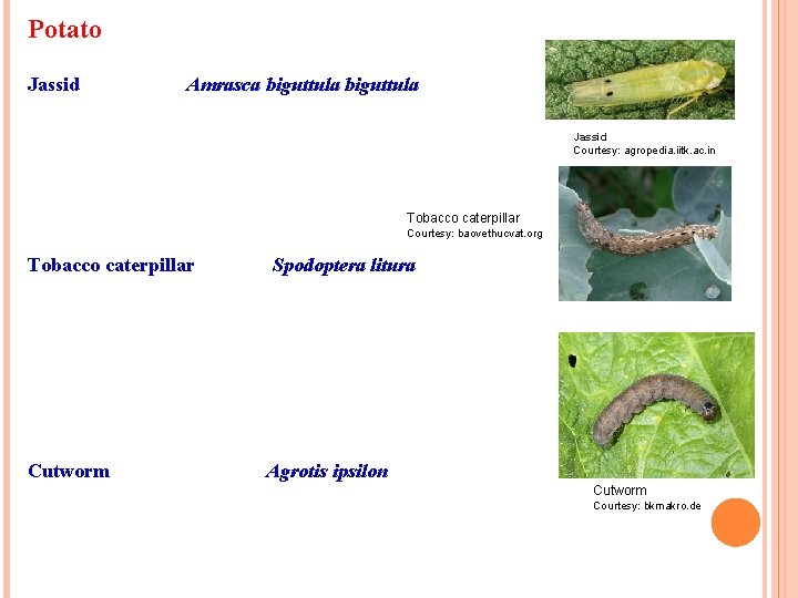 Potato Jassid Amrasca biguttula Jassid Courtesy: agropedia. iitk. ac. in Tobacco caterpillar Courtesy: baovethucvat. Potato Jassid Amrasca biguttula Jassid Courtesy: agropedia. iitk. ac. in Tobacco caterpillar Courtesy: baovethucvat.