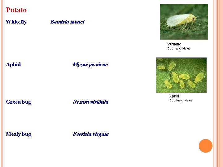 Potato Whitefly Bemisia tabaci Whitefly Courtesy: ivia. es Aphid Myzus persicae Aphid Green bug Potato Whitefly Bemisia tabaci Whitefly Courtesy: ivia. es Aphid Myzus persicae Aphid Green bug