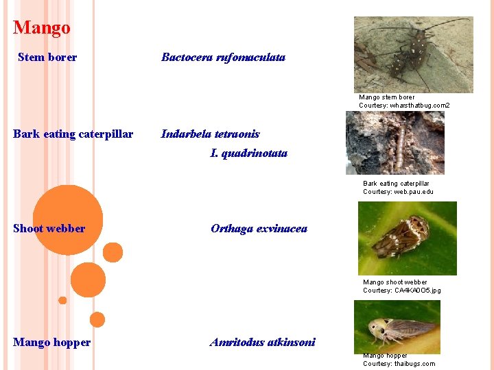 Mango Stem borer Bactocera rufomaculata Mango stem borer Courtesy: wharsthatbug. com 2 Bark eating Mango Stem borer Bactocera rufomaculata Mango stem borer Courtesy: wharsthatbug. com 2 Bark eating