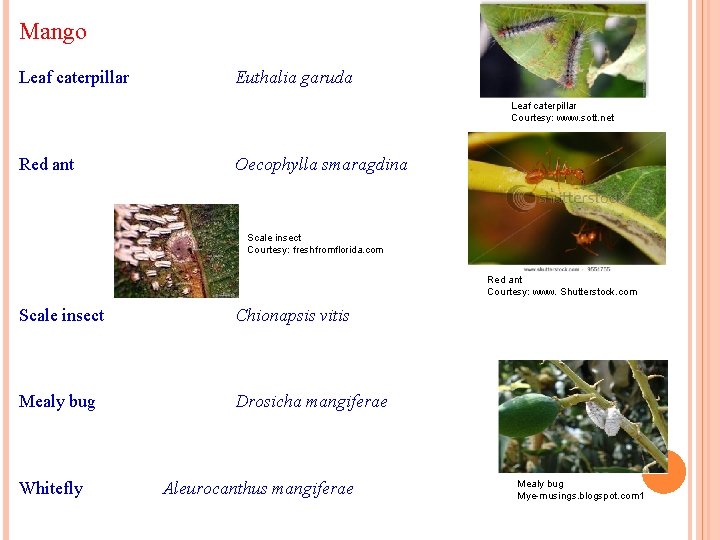 Mango Leaf caterpillar Euthalia garuda Leaf caterpillar Courtesy: www. sott. net Red ant Oecophylla Mango Leaf caterpillar Euthalia garuda Leaf caterpillar Courtesy: www. sott. net Red ant Oecophylla