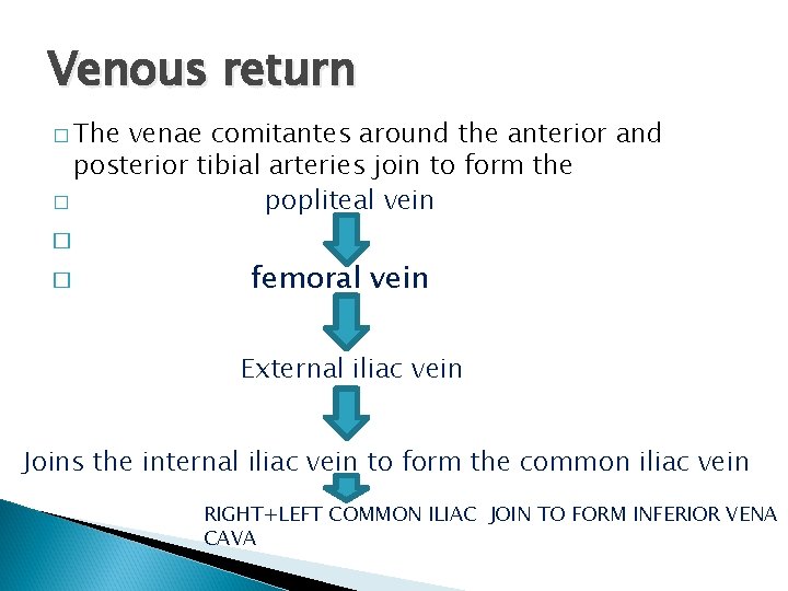 Venous return � The venae comitantes around the anterior and posterior tibial arteries join