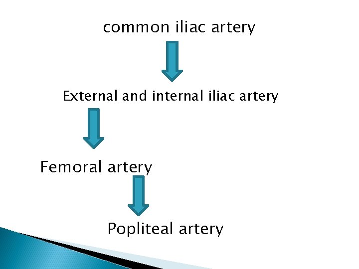 common iliac artery External and internal iliac artery Femoral artery Popliteal artery 