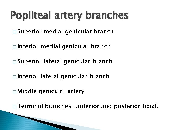 Popliteal artery branches � Superior � Inferior medial genicular branch � Superior � Inferior