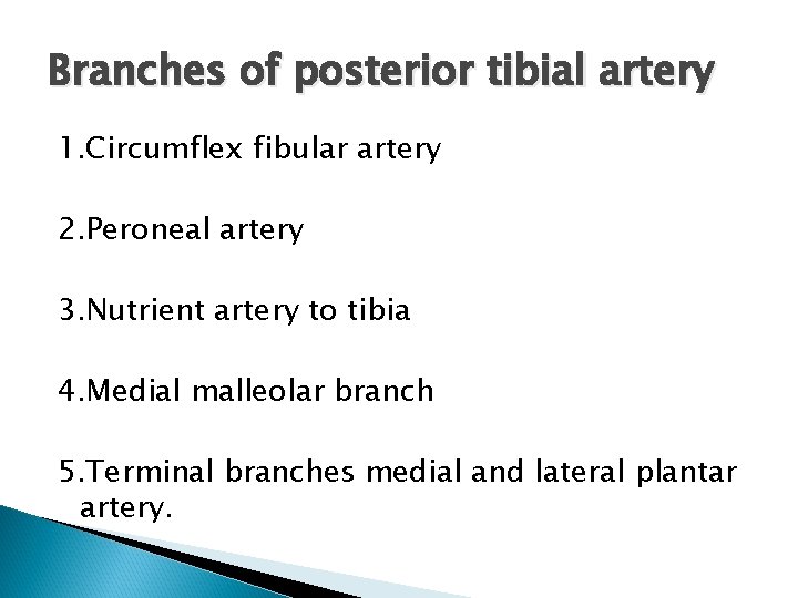 Branches of posterior tibial artery 1. Circumflex fibular artery 2. Peroneal artery 3. Nutrient