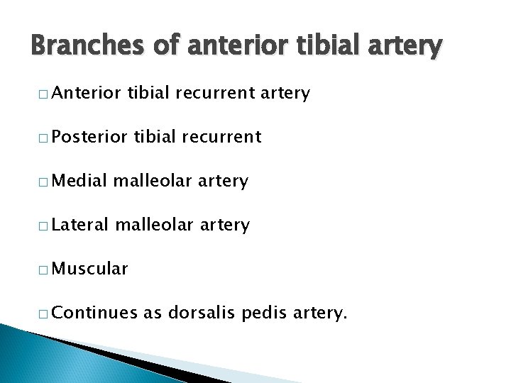 Branches of anterior tibial artery � Anterior tibial recurrent artery � Posterior tibial recurrent