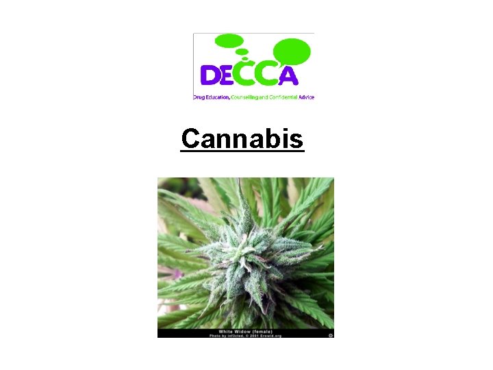 Cannabis 