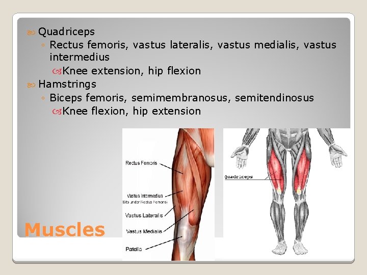  Quadriceps ◦ Rectus femoris, vastus lateralis, vastus medialis, vastus intermedius Knee extension, hip