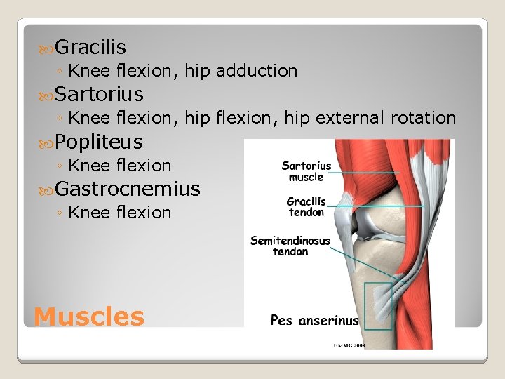  Gracilis ◦ Knee flexion, hip adduction Sartorius ◦ Knee flexion, hip external rotation