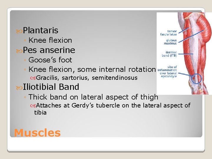  Plantaris ◦ Knee flexion Pes anserine ◦ Goose’s foot ◦ Knee flexion, some