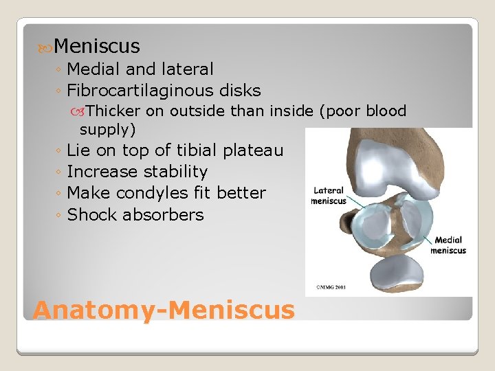  Meniscus ◦ Medial and lateral ◦ Fibrocartilaginous disks Thicker on outside than inside