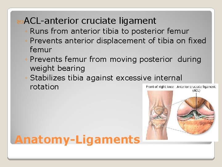  ACL-anterior cruciate ligament ◦ Runs from anterior tibia to posterior femur ◦ Prevents