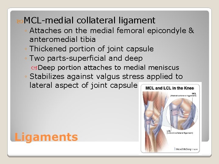  MCL-medial collateral ligament ◦ Attaches on the medial femoral epicondyle & anteromedial tibia