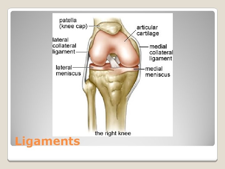 Ligaments 