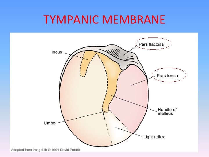 TYMPANIC MEMBRANE 