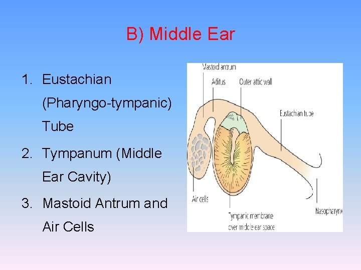 B) Middle Ear 1. Eustachian (Pharyngo-tympanic) Tube 2. Tympanum (Middle Ear Cavity) 3. Mastoid