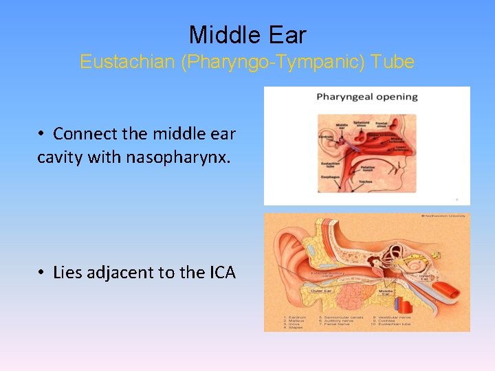 Middle Ear Eustachian (Pharyngo-Tympanic) Tube • Connect the middle ear cavity with nasopharynx. •