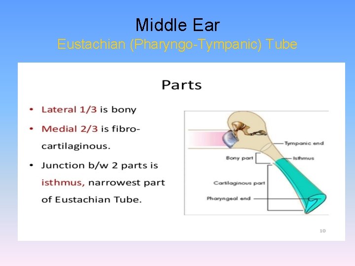 Middle Ear Eustachian (Pharyngo-Tympanic) Tube 