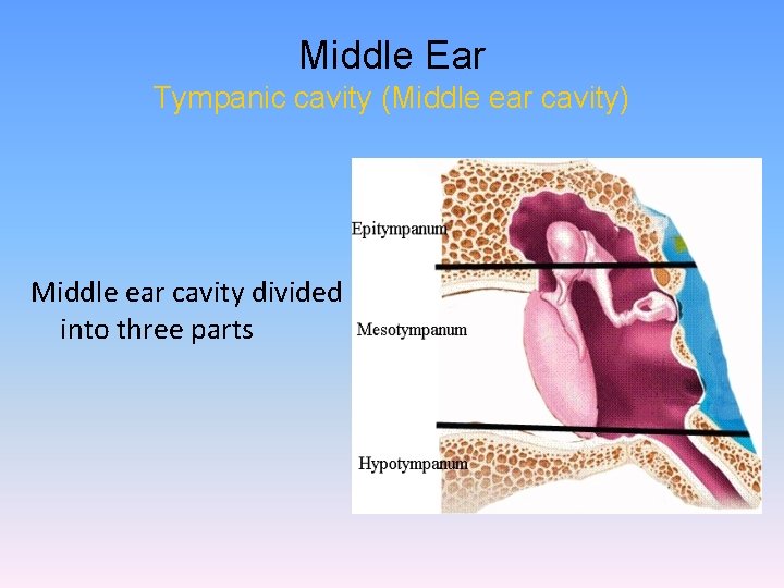 Middle Ear Tympanic cavity (Middle ear cavity) Middle ear cavity divided into three parts