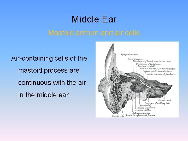 Middle Ear Mastoid antrum and air cells Air-containing cells of the mastoid process are