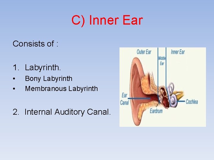 C) Inner Ear Consists of : 1. Labyrinth. • • Bony Labyrinth Membranous Labyrinth