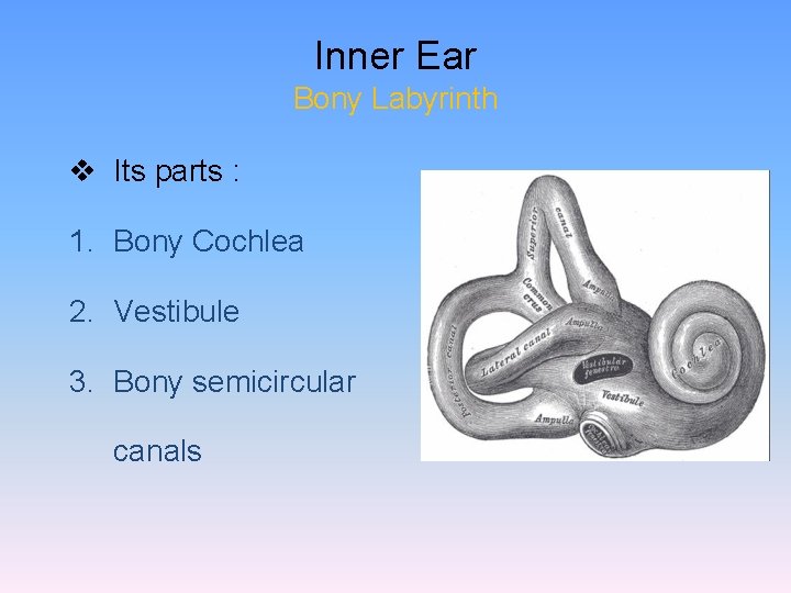 Inner Ear Bony Labyrinth v Its parts : 1. Bony Cochlea 2. Vestibule 3.