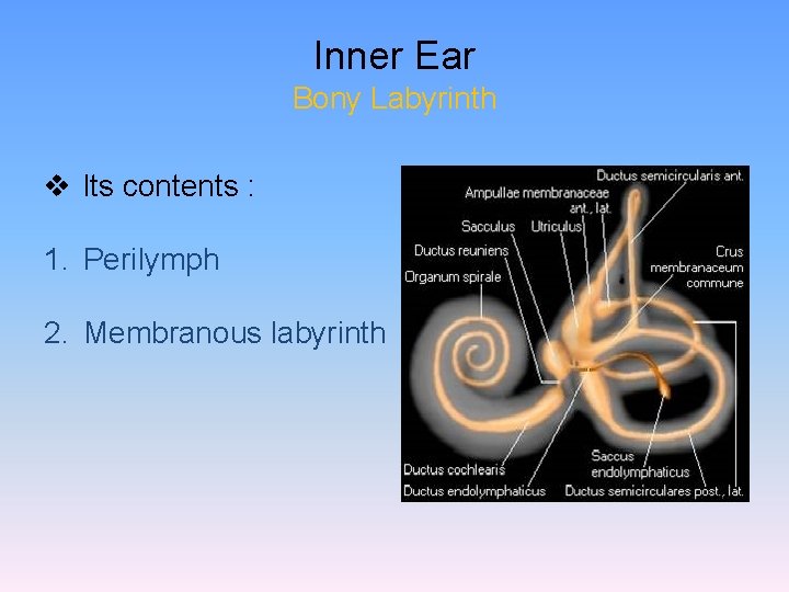Inner Ear Bony Labyrinth v Its contents : 1. Perilymph 2. Membranous labyrinth 
