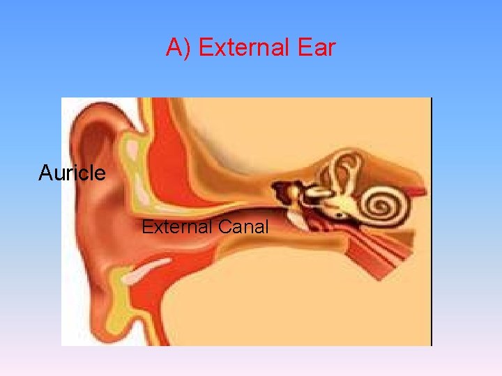 A) External Ear Auricle External Canal 
