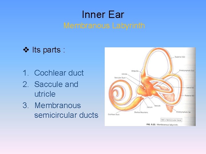 Inner Ear Membranous Labyrinth v Its parts : 1. Cochlear duct 2. Saccule and