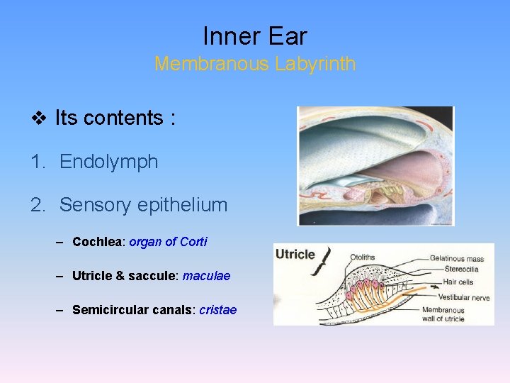 Inner Ear Membranous Labyrinth v Its contents : 1. Endolymph 2. Sensory epithelium –