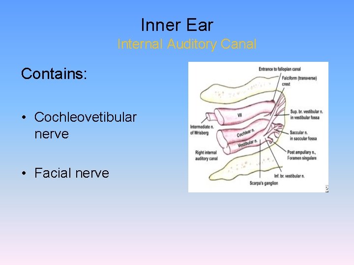 Inner Ear Internal Auditory Canal Contains: • Cochleovetibular nerve • Facial nerve 