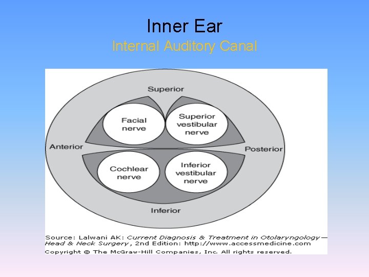 Inner Ear Internal Auditory Canal 