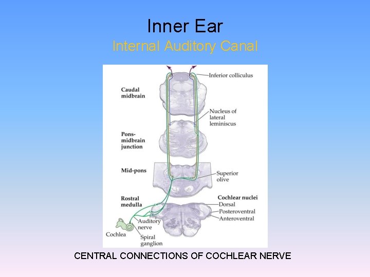 Inner Ear Internal Auditory Canal CENTRAL CONNECTIONS OF COCHLEAR NERVE 