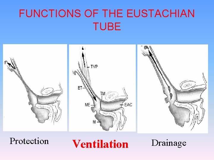 FUNCTIONS OF THE EUSTACHIAN TUBE Protection Ventilation Drainage 