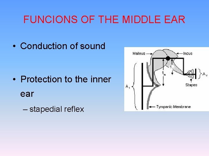 FUNCIONS OF THE MIDDLE EAR • Conduction of sound • Protection to the inner