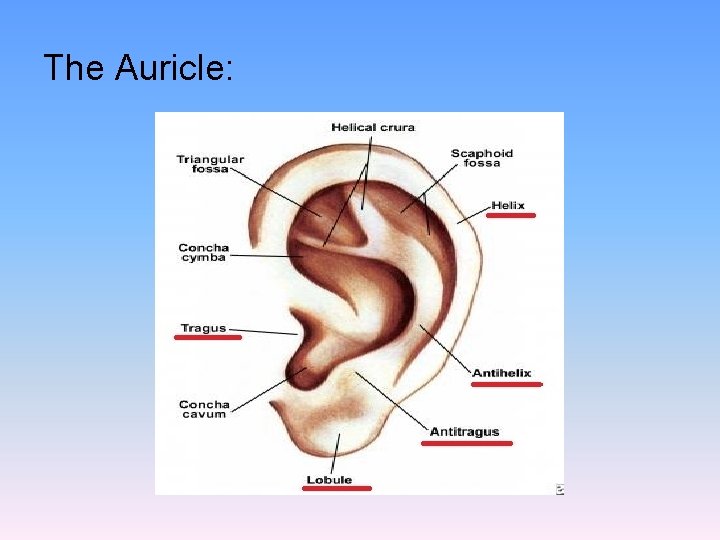 The Auricle: 