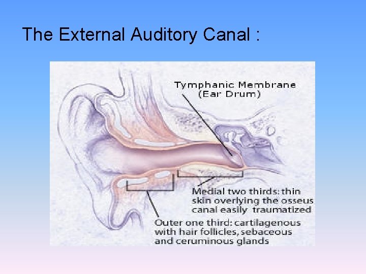 The External Auditory Canal : 