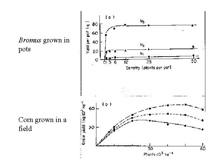 Bromus grown in pots Corn grown in a field 