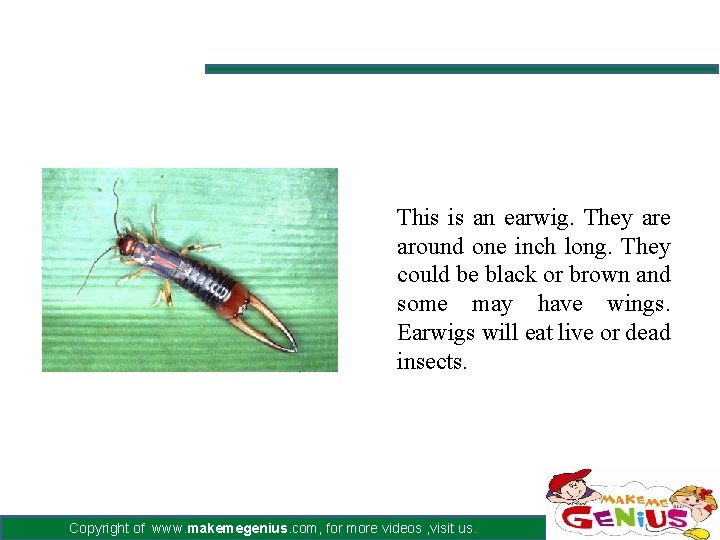 This is an earwig. They are around one inch long. They could be black