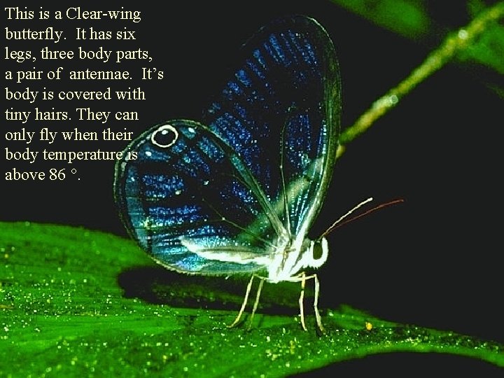 This is a Clear-wing butterfly. It has six legs, three body parts, a pair