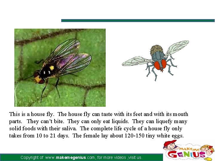 This is a house fly. The house fly can taste with its feet and