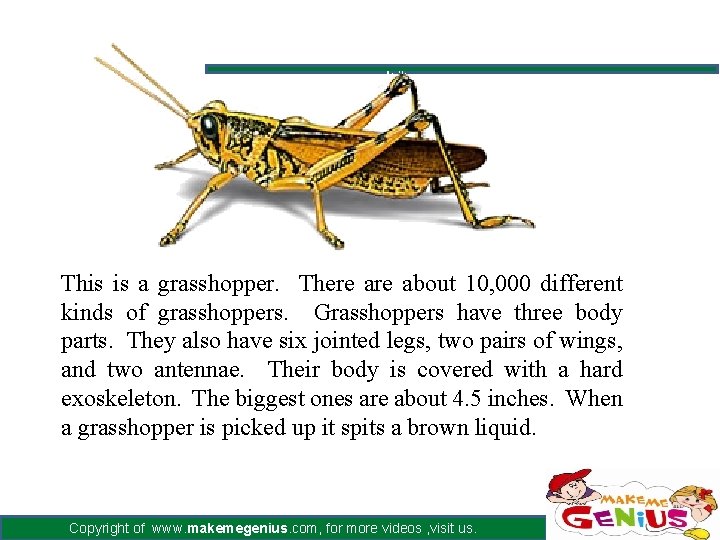 This is a grasshopper. There about 10, 000 different kinds of grasshoppers. Grasshoppers have