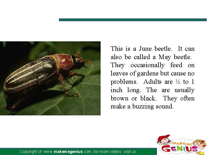 This is a June beetle. It can also be called a May beetle. They