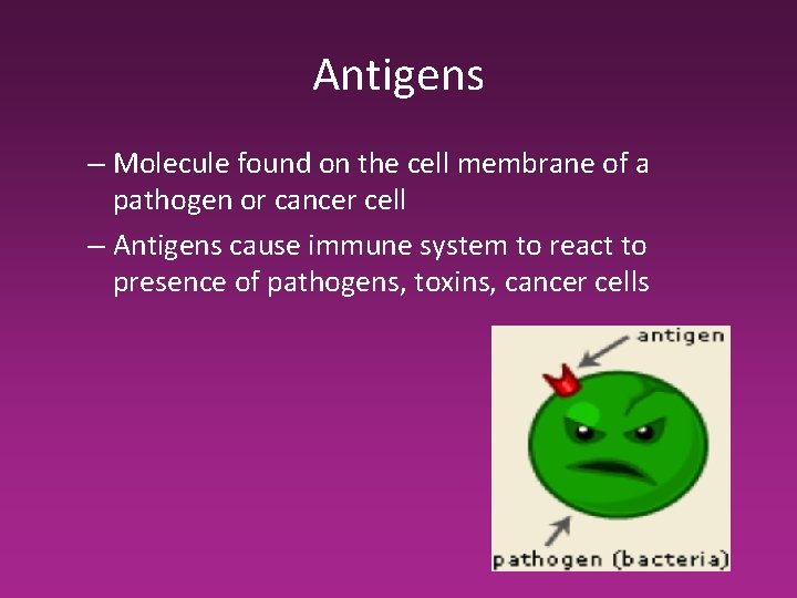 Antigens – Molecule found on the cell membrane of a pathogen or cancer cell Antigens – Molecule found on the cell membrane of a pathogen or cancer cell