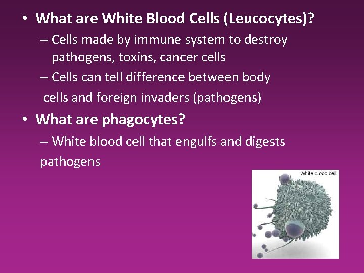 • What are White Blood Cells (Leucocytes)? – Cells made by immune system • What are White Blood Cells (Leucocytes)? – Cells made by immune system
