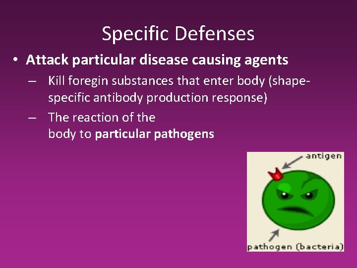 Specific Defenses • Attack particular disease causing agents – Kill foregin substances that enter Specific Defenses • Attack particular disease causing agents – Kill foregin substances that enter