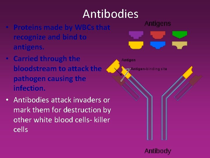 Antibodies • Proteins made by WBCs that recognize and bind to antigens. • Carried Antibodies • Proteins made by WBCs that recognize and bind to antigens. • Carried